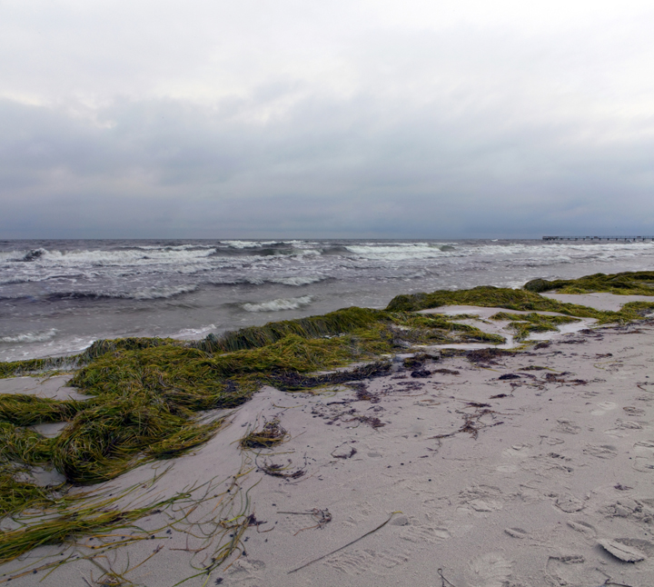 Seagrass - Sjögräs